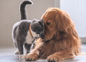 cat and dog
