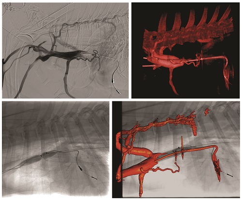 A dog with pacer and acquired SVC obstruction undergoing venoplasty with 3D RA fusion. (Photo Credit: Brian Scansen)