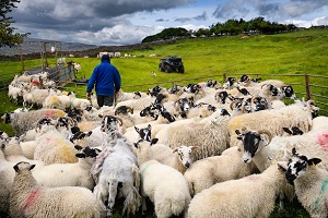 farmer