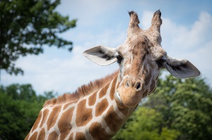 giraffe