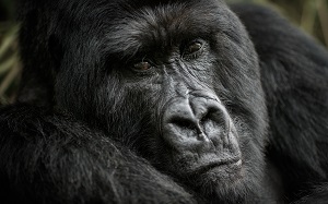 gorilla