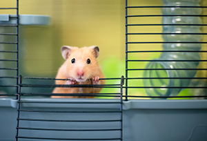 hamster in a cage header