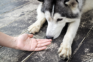 husky sniffing hand
