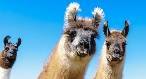 llama family