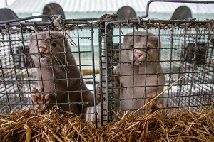 mink farm