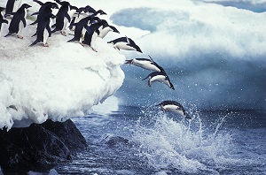 penguin