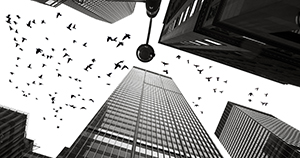 pigeons and skyscrapers