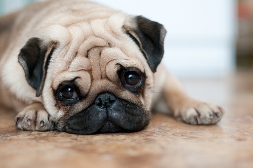 pug