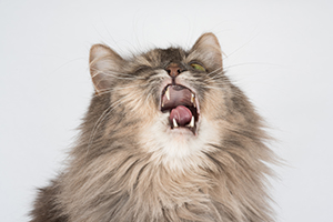 screaming cat