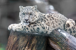 snow leopard on rock