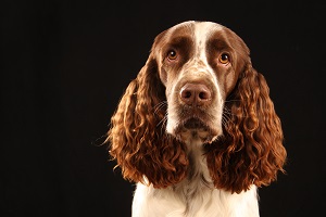 spaniel 