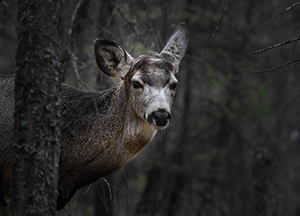 white tailed deer