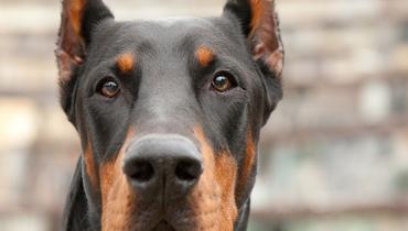 DOBERMANN: Dobutamine and Tocilizumab Show Promise in Pre-Shock Patients