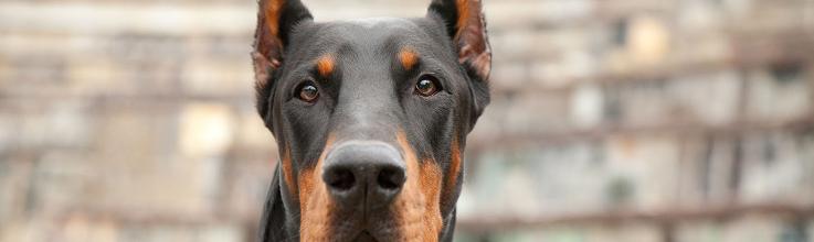 DOBERMANN: Dobutamine and Tocilizumab Show Promise in Pre-Shock Patients