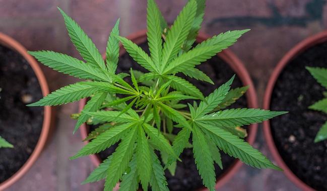 Study Links Marijuana Use to Hypertension-Related Death 