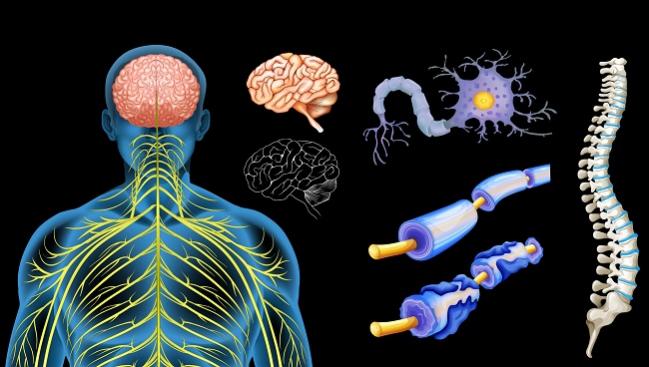 Dreams Dashed: Intravascular Therapy for MS Flops in Sham-Controlled Trial