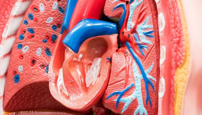 TAVR Outcomes Worse When the Right Ventricle Is Dysfunctional