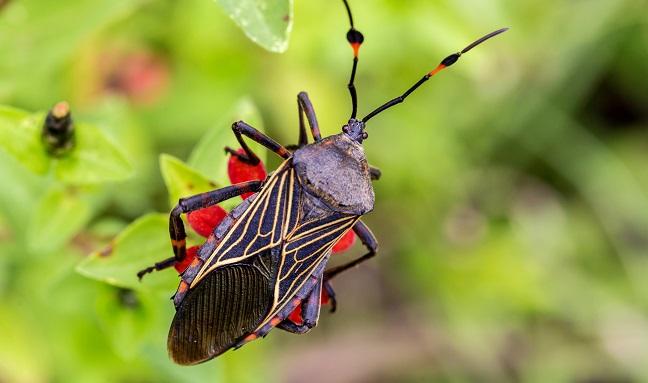 AHA Scientific Statement Aims to Raise Awareness of Chagas Disease and Risk for Cardiomyopathy