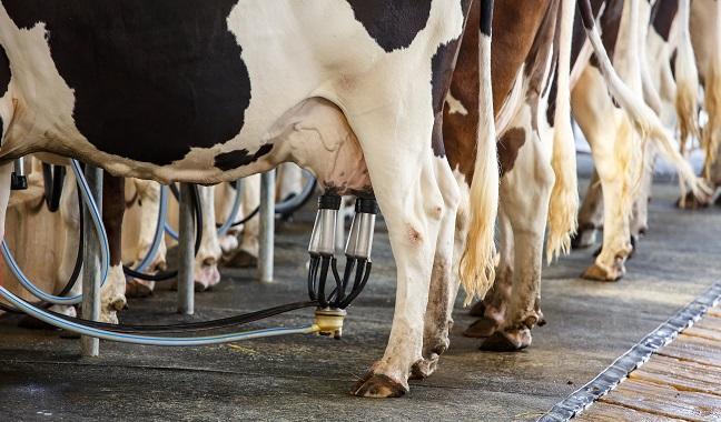 Benefits of Dairy, Particularly Milk and Yogurt, Get Boost in New PURE Analysis