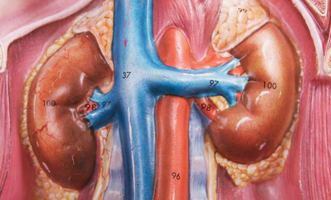 Prematurely Halted Pilot Study Snaps Recent Winning Streak for Renal Denervation