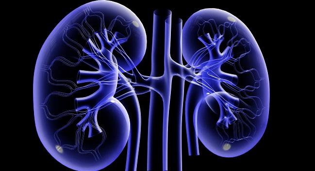 Small Study Lends Further Support to the Anti-arrhythmic Potential of Renal Denervation