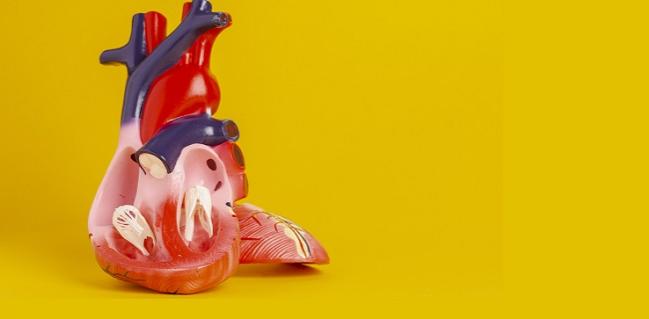 Preemptive Alcohol Septal Ablation May Help Prevent LVOT Obstruction in TMVR