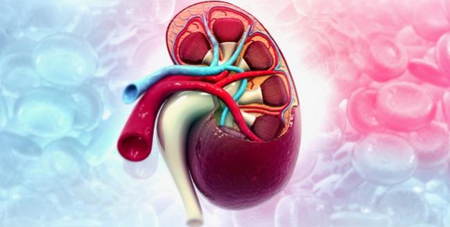 Kidney Transplant Boosts CV Functional Reserve