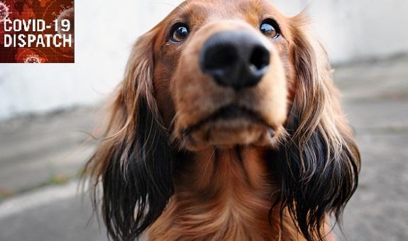 COVID-19: TCTMD’s Daily Dispatch for April 20