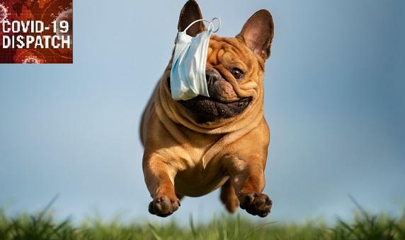 COVID-19: TCTMD’s Daily Dispatch for May Week 3