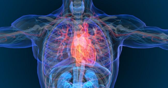 Left ventricular summit -- concept, anatomical description and