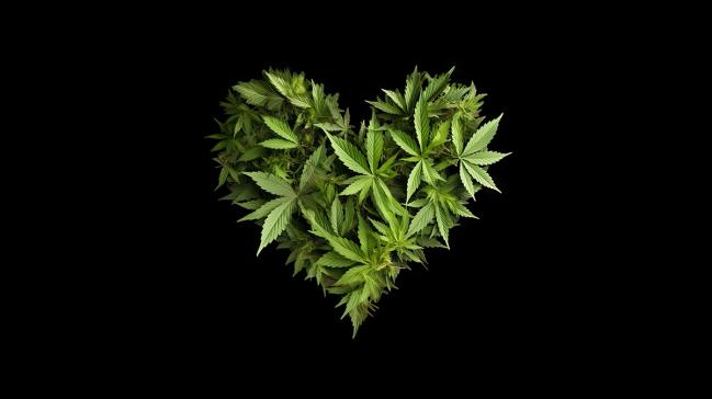 Cannabis Use Doubles the Risk of CV Death: Meta-analysis