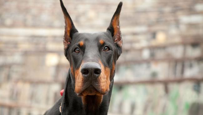 DOBERMANN: Dobutamine and Tocilizumab Show Promise in Pre-Shock Patients