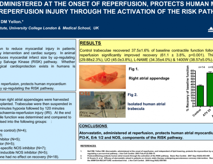 Atorvastatin, Administered at the Onset of Reperfusion, Protects Human Myocardium Against Lethal Reperfusion Injury by Activation of the RISK pathway