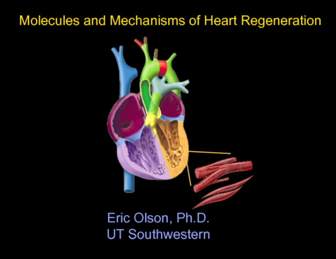 Molecules and Mechanisms of Heart Regeneration