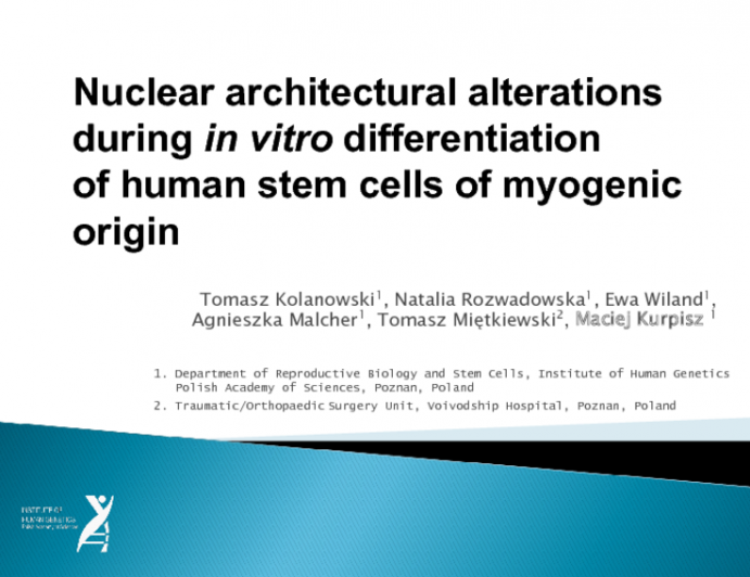 Nuclear architectural alterations during in vitro differentiation of human stem cells of myogenic origin