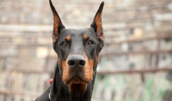 DOBERMANN: Dobutamine and Tocilizumab Show Promise in Pre-Shock Patients