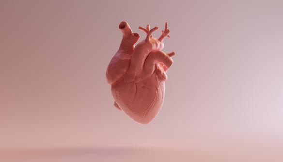 Regulating Calcium Could Help Regenerate the Heart