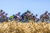 Unique Scar in RVOT May Trigger Ventricular Tachycardia Seen in High-Level Endurance Athletes