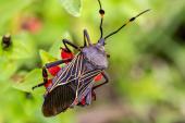 AHA Scientific Statement Aims to Raise Awareness of Chagas Disease and Risk for Cardiomyopathy