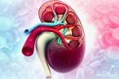 Kidney Transplant Boosts CV Functional Reserve