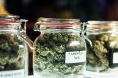 Cannabis Has No CV Benefits and Substantial Risks, Says AHA Statement