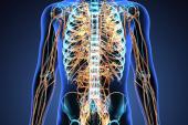 Splanchnic Nerve Ablation Improves HFpEF Symptoms, QoL in FIH Study
