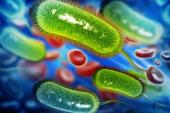 H. Pylori in ACS: Could Tests and Treatment Beat Back the Bleeds?