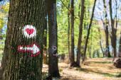 ACC Chest Pain Pathway Performs Well Overall, Less So for Those With CAD