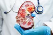 Both SGLT2 and GLP-1 Drugs Help Heart and Kidneys in Type 2 Diabetes