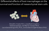 Differential Effects of Host Macrophages on the Survival and Function of Mesenchymal Stem Cells