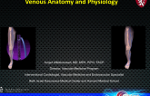 Venous Anatomy and Physiology