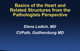 Basics of the Heart and Related Structures from the Pathologist's Perspective