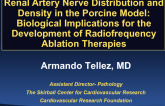 TCT-16. Renal Artery Nerve Distribution and Density in the Porcine Model: Biological Implications for the Development of Radiofrequency Ablation Therapies