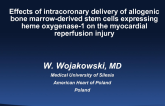 Allogenic MSC Overexpressing HO-1 Gene in Pig Model of Acute MI